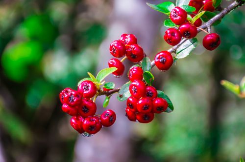 edible,natural,red,berry