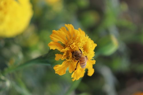marigold,flower,bee,sucking,nectar