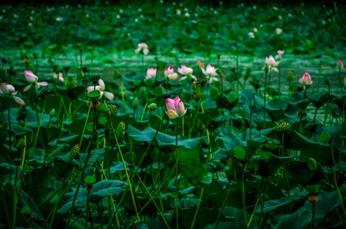 small,blossoms,lotus,flower,ghodaghodi,lake,kailali,nepal