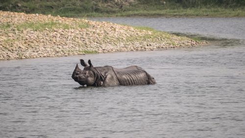 horned,rhino,emerging,giruwa,river,bardiya,national,park