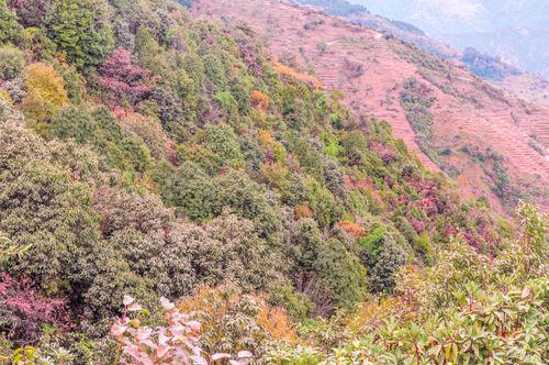 colorful,forest,autumn,nepal