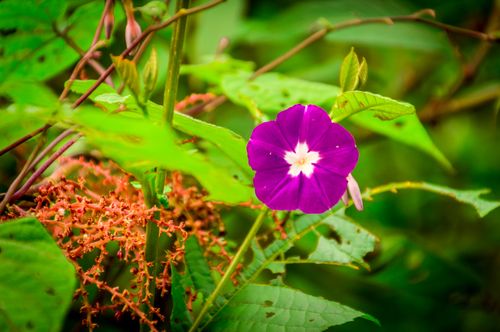 wild,purple,flower,found,shivapuri,national,park,nepal