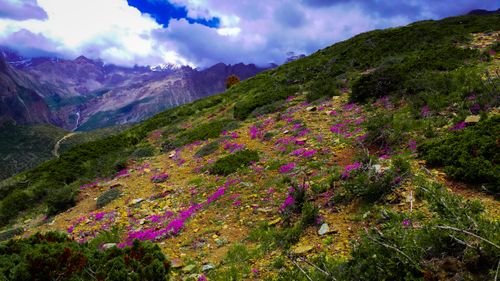 landscape,beautiful,pink,wild,flower,snow,mountain