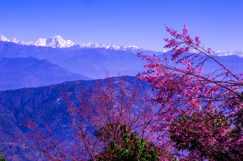 cherry,flower,blossoming,snow,mountain,background