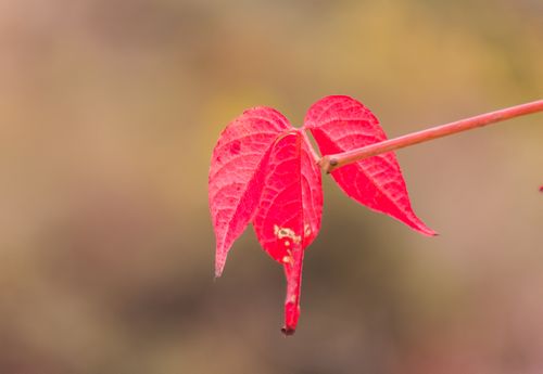 wild,red,leaf,nature,closeup,view