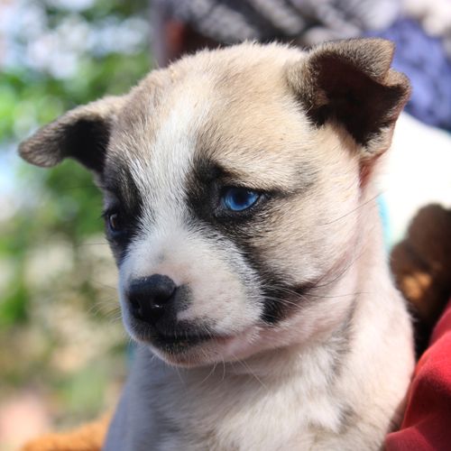 cute,puppy,blue,eyes
