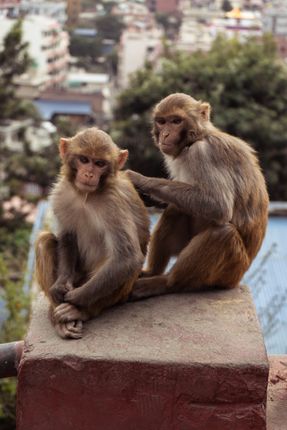 couple,monkeys,captured,swayambhunath,kathmandu,nepal,world,heritage,side,declared,unesco