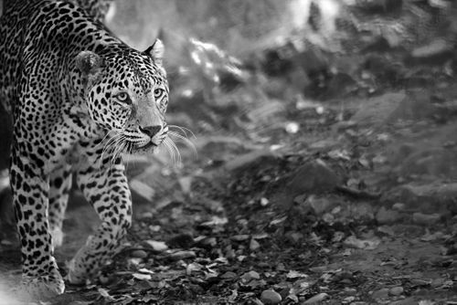 leopard,stroll,monochrome