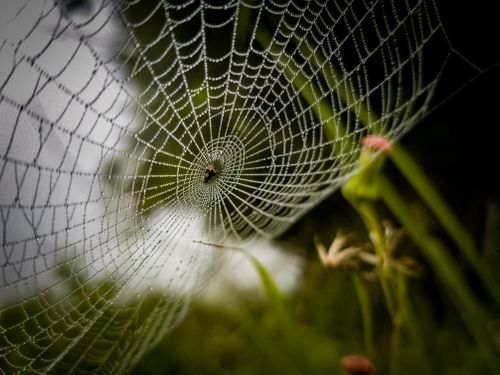 spider's,web,close