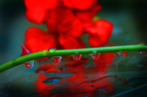 dew,drop,flower,sms,photography