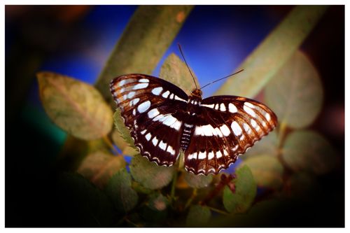 butterly,leave,sms,photography