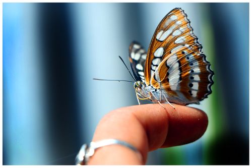 butterfly,finger,sms,photography