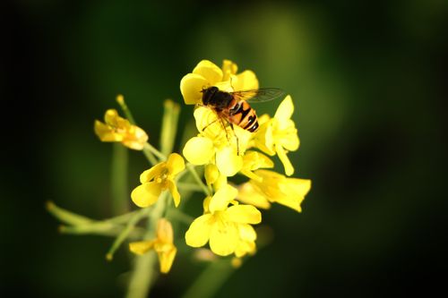 bee,mustard,flower,village