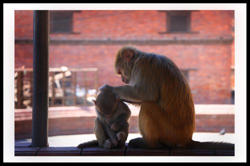 monkey,mother,taking,care,child😘📷#,sms,photography