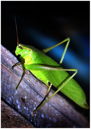 grasshopper,village,sms,photography