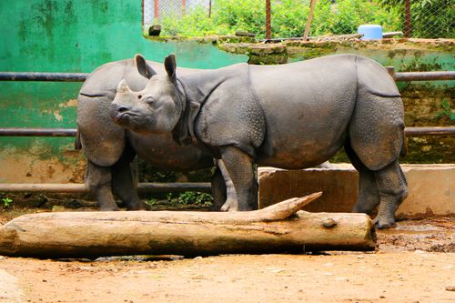 animals,rhinoceros,sms,photography