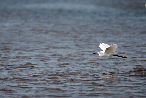 egret,flying,lake