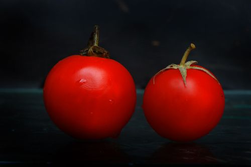 tomato,image,sms,photography