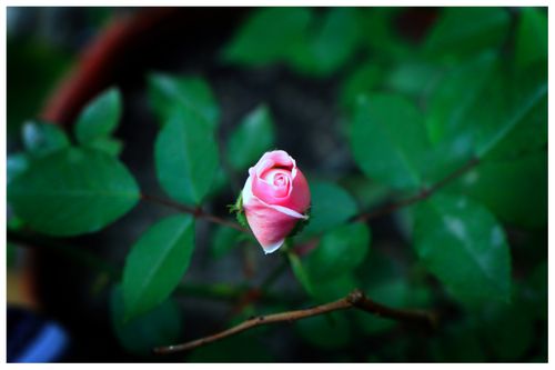 young,pink,rose,sms,photography