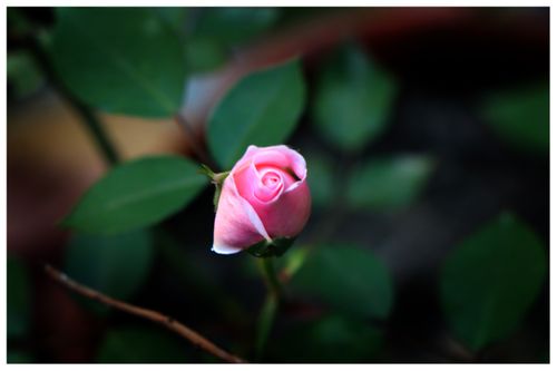 pink,rose,young,sms,photography