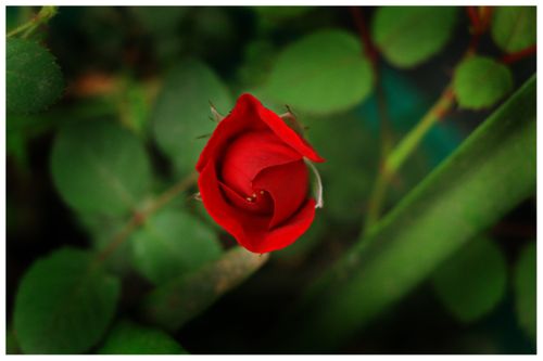 red,rose,sms,photography
