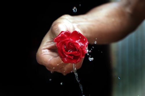 red,rose,splash#,sms,photography