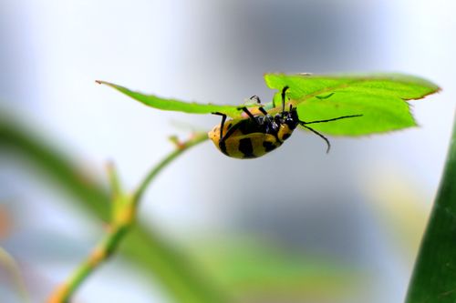 lady,bug#,sms,photography