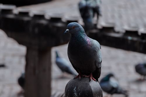 closeup,pigeon,patan,durbar,square