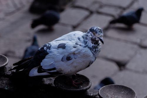 closeup,pigeon,patan,durbar,square