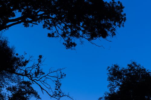 silhouette,tree,clear,blue,sky