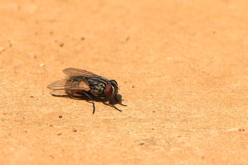 housefly,insect#,sms,photograpy