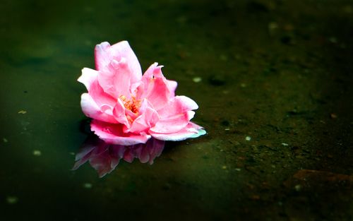 pink,rose,reflection#,sms,photography