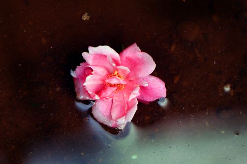 pink,rose,reflection#,sms,photography