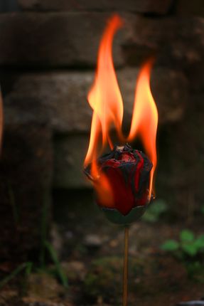 burning,red,plastic,rose,sms,photography
