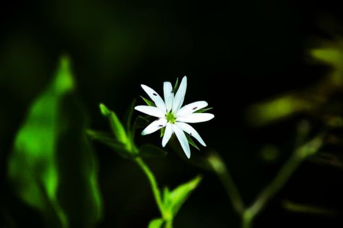 beautiful,flower,😍,evening,shot