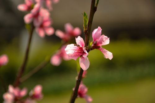 cherry,blossom,spring