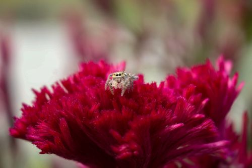 small,baby,insect,poses,camera,making,good,shot,flower,called,भाले,फुल,nepali