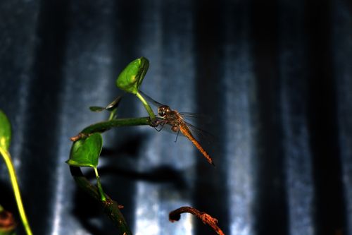 dragonfly,#insect#,sms,photography