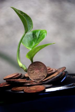 money,plant,grows,coins,sms,photography