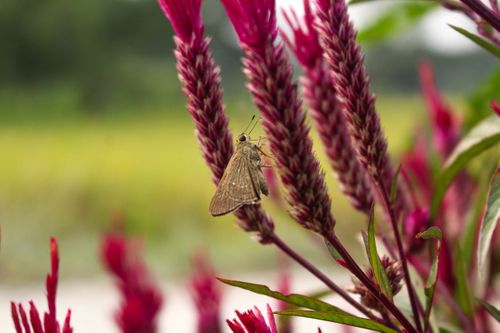 common,moth,resting,side,flower,plant