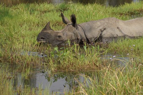 endangered,horned,rhinoceros,chitwan,national,park,nepal