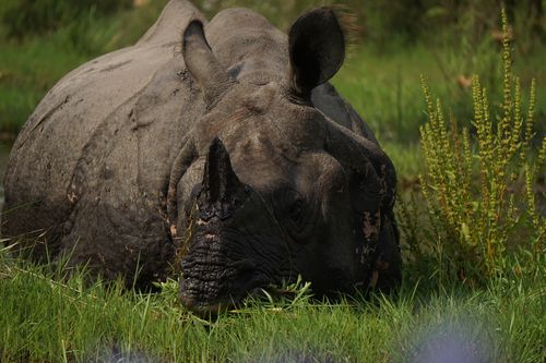endangered,horned,rhinoceros,chitwan,national,park,nepal