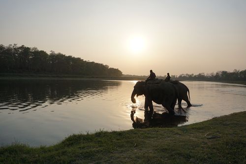elephants,enjoying,sunset,rapti,river