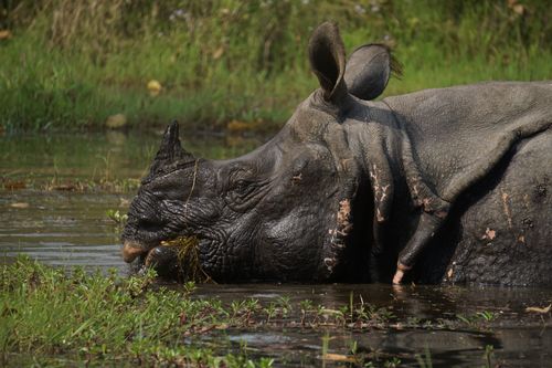 endangered,horned,rhinoceros,chitwan,national,park