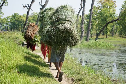 local,villagers,carrying,food,cattle