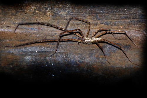 long,leg,spider,sms,photography