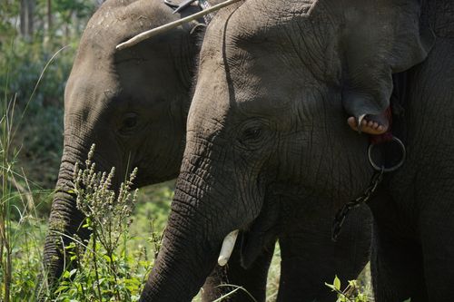 elephants,chitwan,national,park