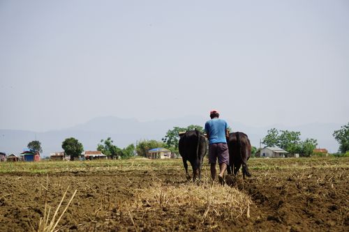 nepali,farmer,ploughing,field,chitwan,nepal