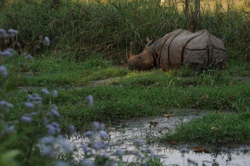 endangered,horned,rhinoceros,chitwan,national,park