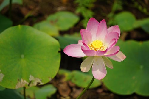 pink,waterlily,flower,nearby,pond